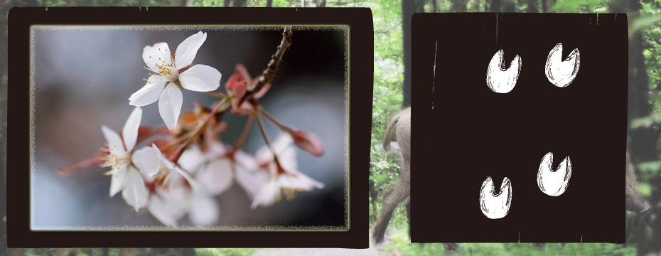 ���S����u���̑��Ճ��S�v width=