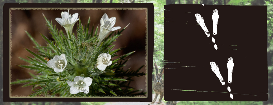 ���S����u�E�T�M���Ճ��S�v width=